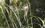 Fringed sedge